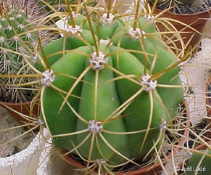 Trichocereus terscheckii validus ©JLcoll.4380